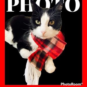 Kennel Club 2 Fleece Pet Scarves, 19x2.6in💕🎄🐈‍⬛🐶